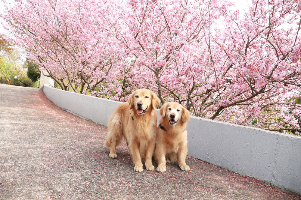 清境美食｜星嵐拉麵。一週只營業三天的絕美玻璃屋拉麵店、戶外座位區可攜帶寵物、粉嫩櫻花季、遠眺霧社水庫