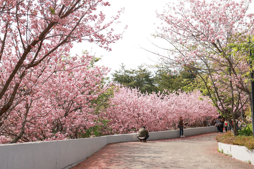 清境美食｜星嵐拉麵。一週只營業三天的絕美玻璃屋拉麵店、戶外座位區可攜帶寵物、粉嫩櫻花季、遠眺霧社水庫