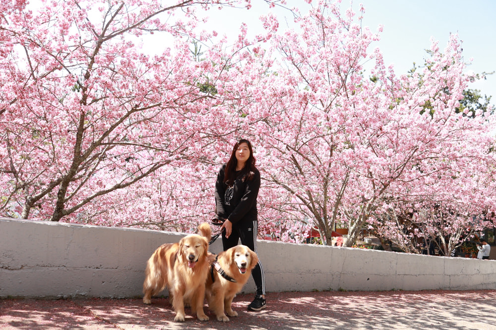清境美食｜星嵐拉麵。一週只營業三天的絕美玻璃屋拉麵店、戶外座位區可攜帶寵物、粉嫩櫻花季、遠眺霧社水庫