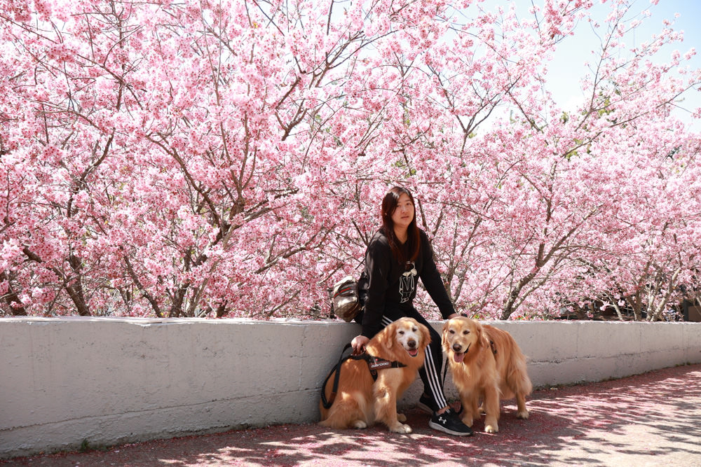 清境美食｜星嵐拉麵。一週只營業三天的絕美玻璃屋拉麵店、戶外座位區可攜帶寵物、粉嫩櫻花季、遠眺霧社水庫