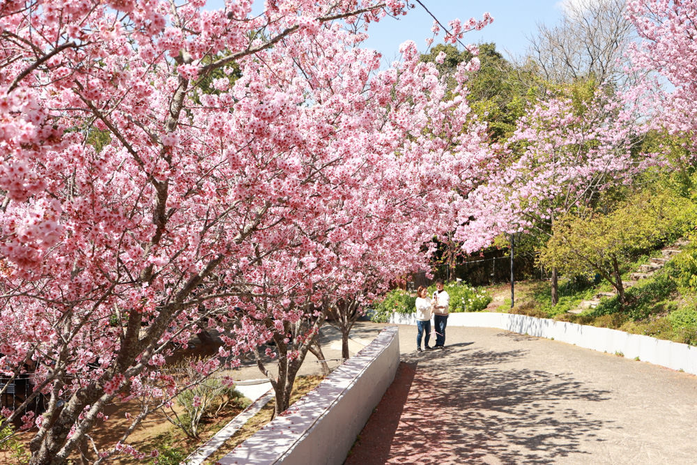 清境美食｜星嵐拉麵。一週只營業三天的絕美玻璃屋拉麵店、戶外座位區可攜帶寵物、粉嫩櫻花季、遠眺霧社水庫