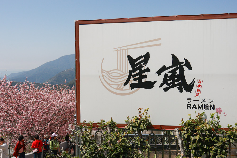 清境美食｜星嵐拉麵。一週只營業三天的絕美玻璃屋拉麵店、戶外座位區可攜帶寵物、粉嫩櫻花季、遠眺霧社水庫