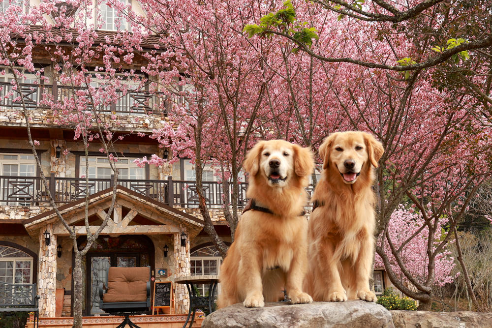 南投清境｜日初雲來城堡莊園。清境頂級寵物友善民宿、靜謐莊園浪漫賞櫻、都鐸式歐風特色建築