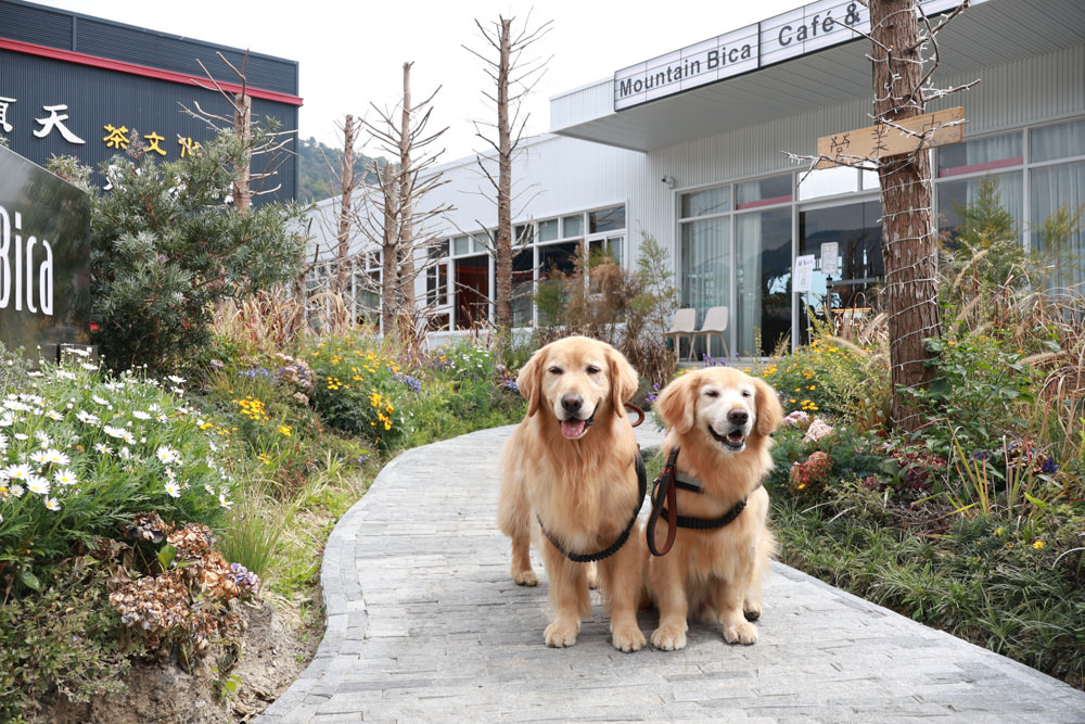 南投清境美食|Mountain Bica Cafe 彼卡山咖啡廳。寵物友善餐廳、清境最美玻璃屋咖啡廳 - 第2張圖 南投清境美食|Mountain Bica Cafe 彼卡山咖啡廳。寵物友善餐廳、清境最美玻璃屋咖啡廳