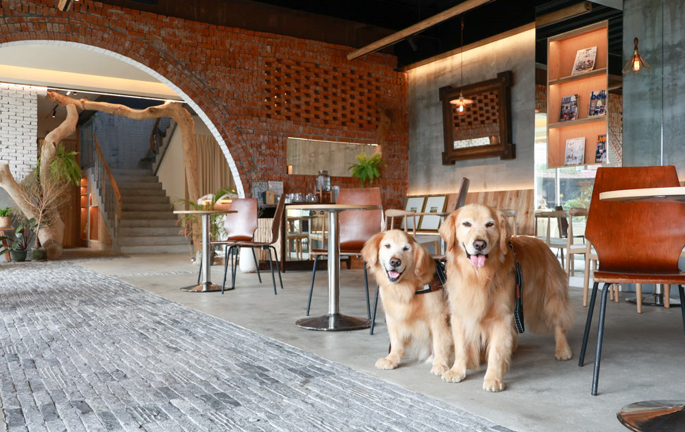 南投清境美食|Mountain Bica Cafe 彼卡山咖啡廳。寵物友善餐廳、清境最美玻璃屋咖啡廳 - 第17張圖 南投清境美食|Mountain Bica Cafe 彼卡山咖啡廳。寵物友善餐廳、清境最美玻璃屋咖啡廳