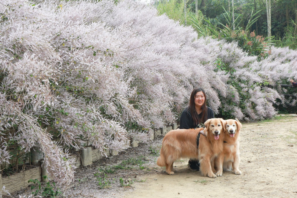 南投鹿谷清水溝溪麝香木花道｜清水溝溪麝香木花海、600米麝香木花海步道、粉紫色麝香木絕美花牆、浪漫盛開綻放、麝香木秘境