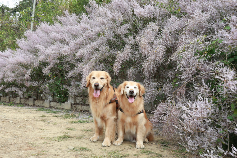 南投鹿谷清水溝溪麝香木花道｜清水溝溪麝香木花海、600米麝香木花海步道、粉紫色麝香木絕美花牆、浪漫盛開綻放、麝香木秘境