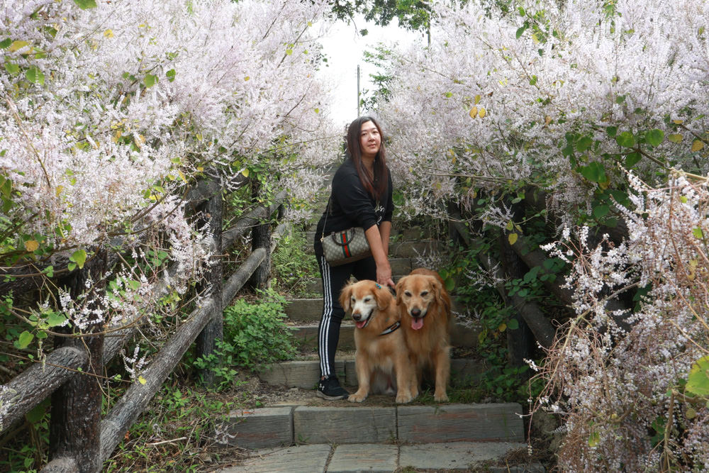 南投鹿谷清水溝溪麝香木花道｜清水溝溪麝香木花海、600米麝香木花海步道、粉紫色麝香木絕美花牆、浪漫盛開綻放、麝香木秘境
