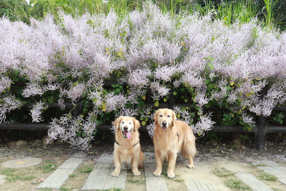 南投鹿谷清水溝溪麝香木花道｜清水溝溪麝香木花海、600米麝香木花海步道、粉紫色麝香木絕美花牆、浪漫盛開綻放、麝香木秘境