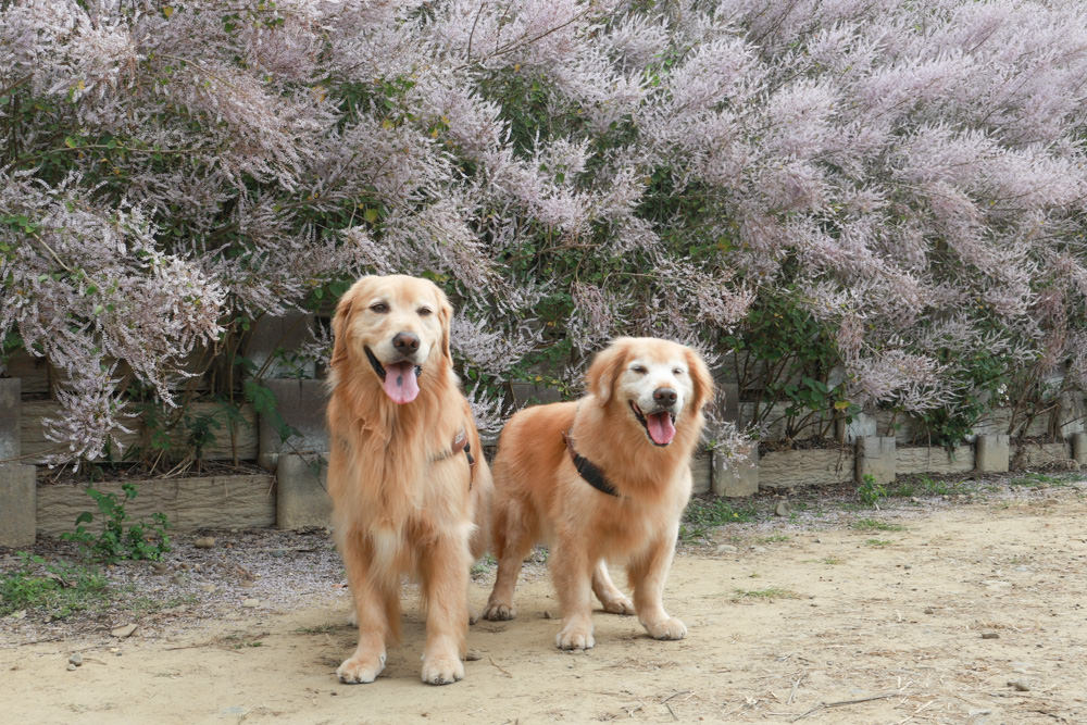 南投鹿谷清水溝溪麝香木花道｜清水溝溪麝香木花海、600米麝香木花海步道、粉紫色麝香木絕美花牆、浪漫盛開綻放、麝香木秘境
