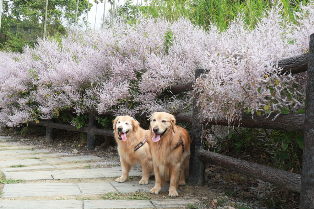南投鹿谷清水溝溪麝香木花道｜清水溝溪麝香木花海、600米麝香木花海步道、粉紫色麝香木絕美花牆、浪漫盛開綻放、麝香木秘境