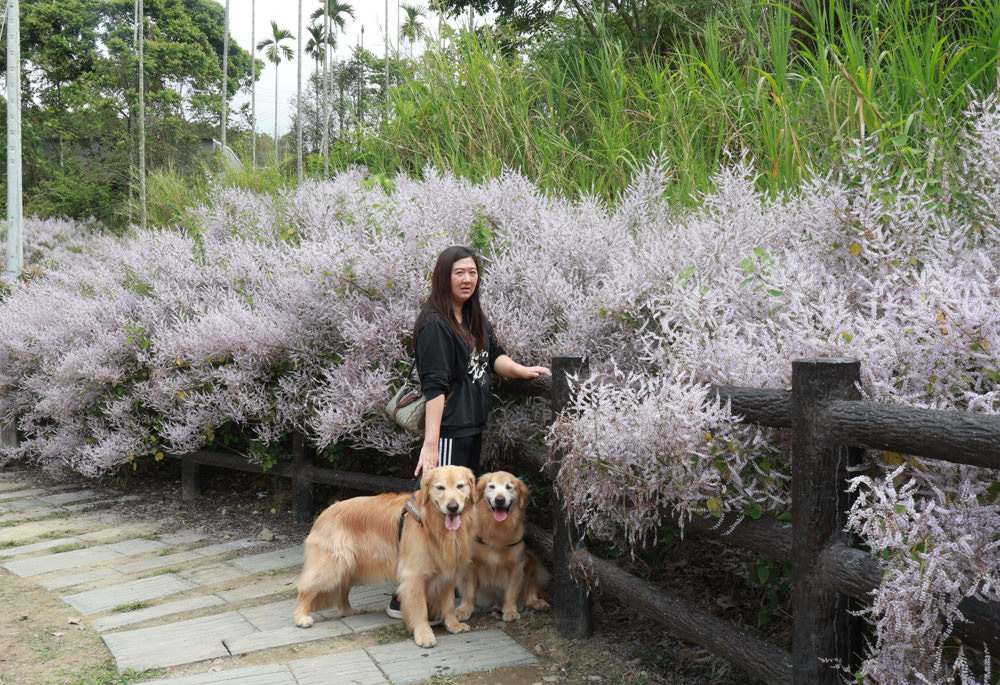 南投鹿谷清水溝溪麝香木花道｜清水溝溪麝香木花海、600米麝香木花海步道、粉紫色麝香木絕美花牆、浪漫盛開綻放、麝香木秘境