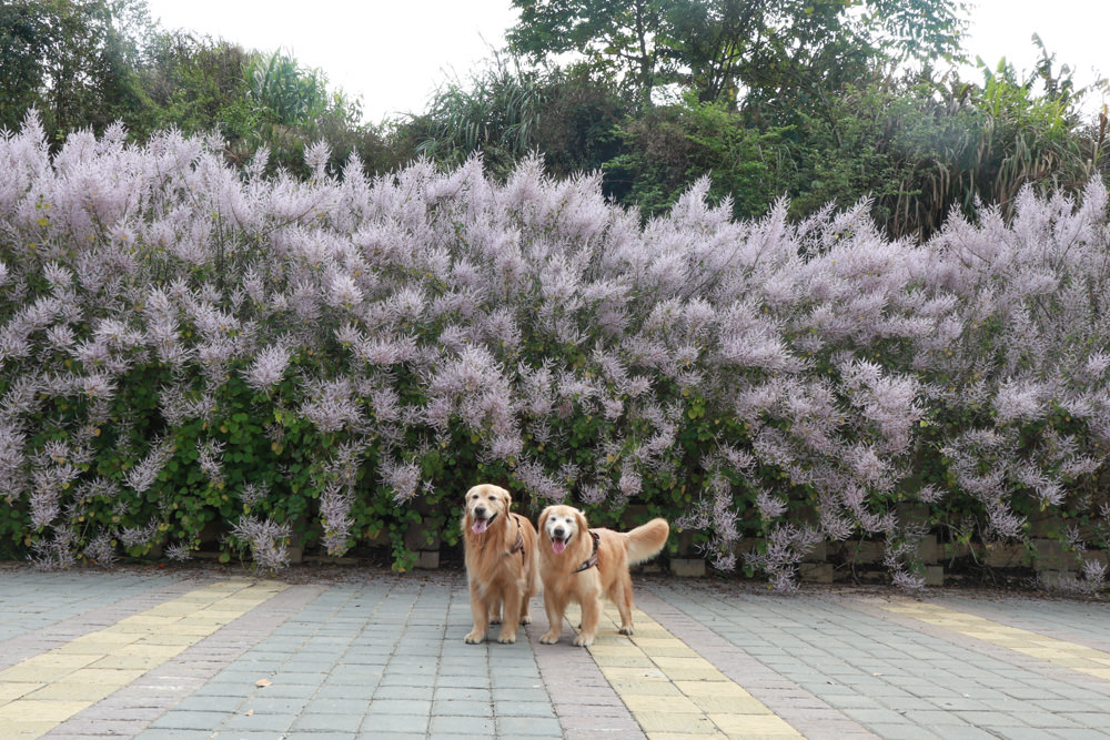 南投鹿谷清水溝溪麝香木花道｜清水溝溪麝香木花海、600米麝香木花海步道、粉紫色麝香木絕美花牆、浪漫盛開綻放、麝香木秘境