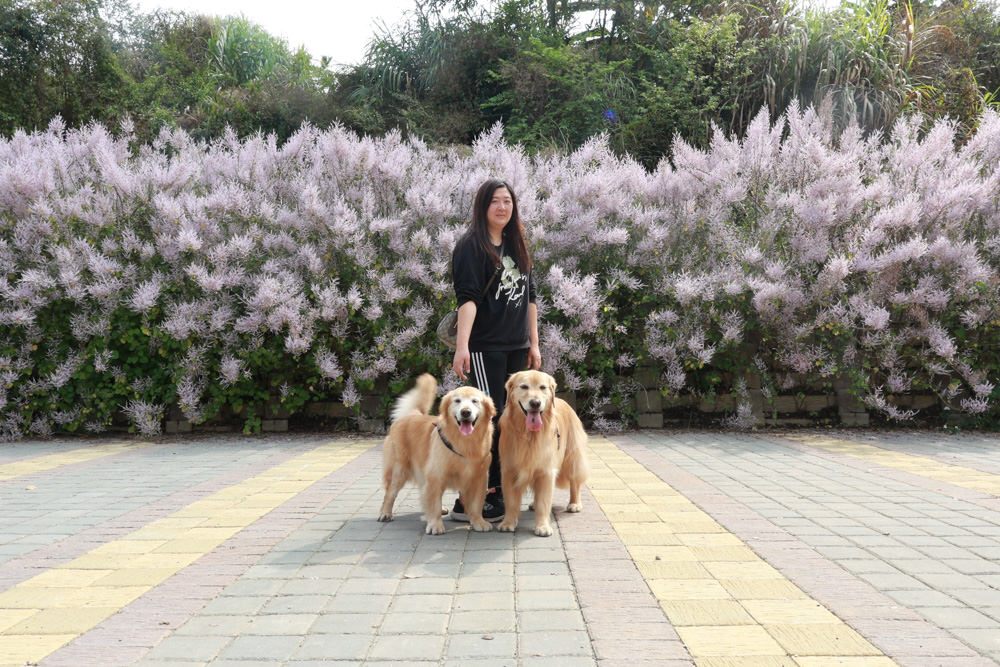 南投鹿谷清水溝溪麝香木花道｜清水溝溪麝香木花海、600米麝香木花海步道、粉紫色麝香木絕美花牆、浪漫盛開綻放、麝香木秘境