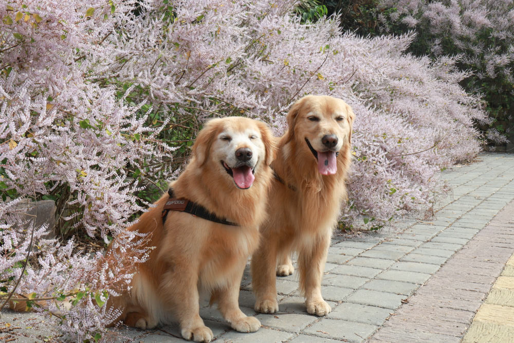 南投鹿谷清水溝溪麝香木花道｜清水溝溪麝香木花海、600米麝香木花海步道、粉紫色麝香木絕美花牆、浪漫盛開綻放、麝香木秘境