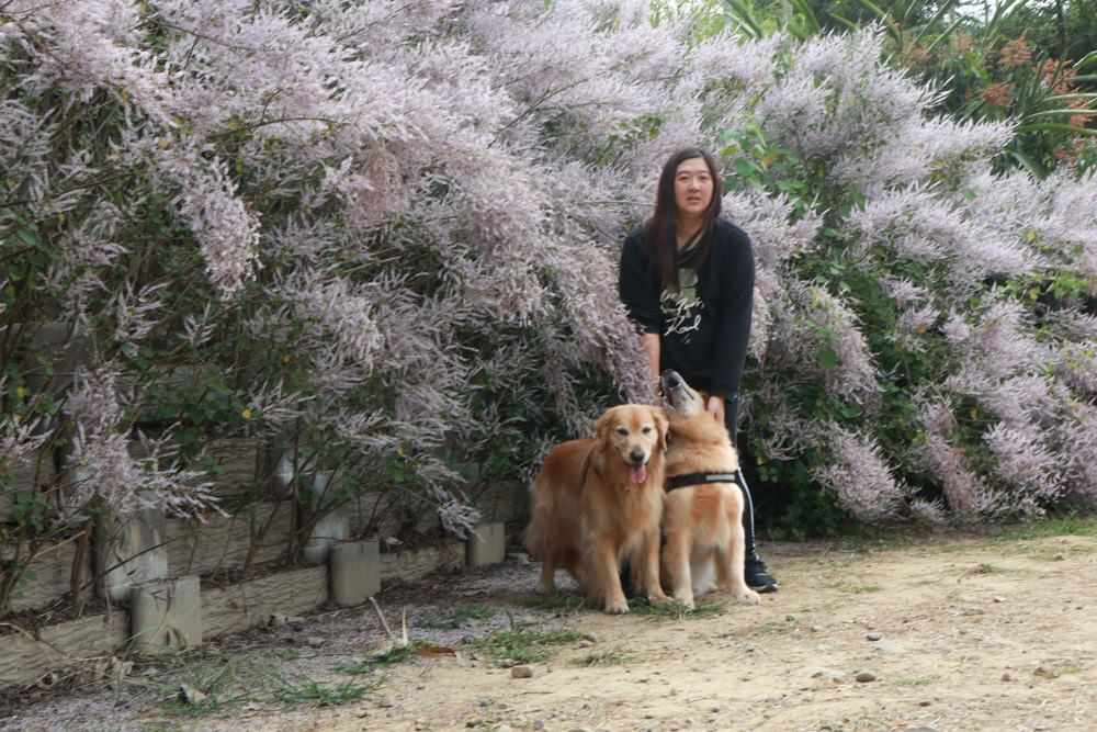 南投鹿谷清水溝溪麝香木花道｜清水溝溪麝香木花海、600米麝香木花海步道、粉紫色麝香木絕美花牆、浪漫盛開綻放、麝香木秘境