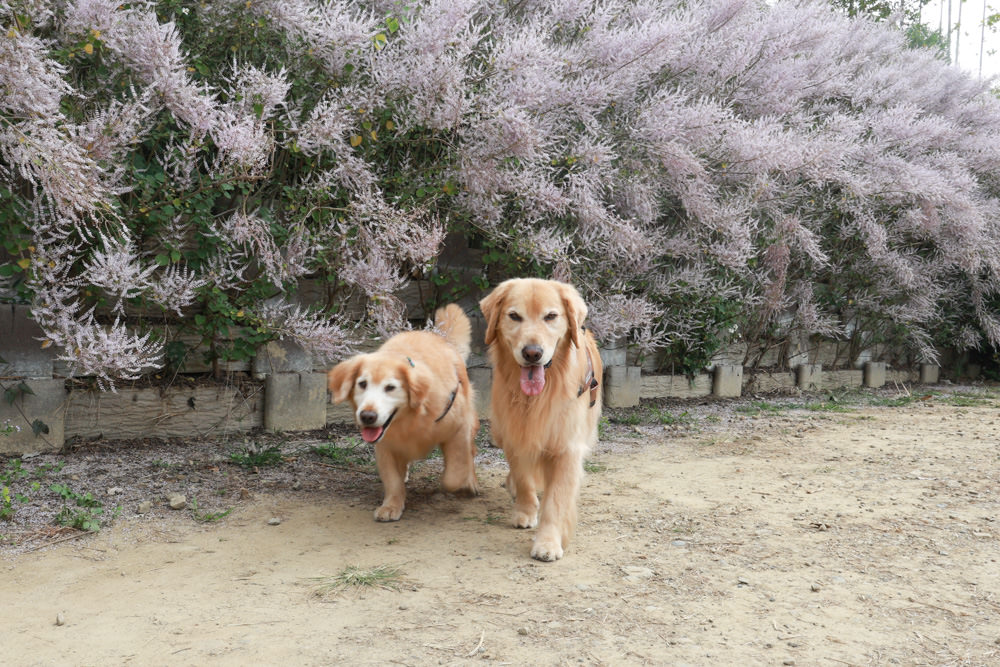 南投鹿谷清水溝溪麝香木花道｜清水溝溪麝香木花海、600米麝香木花海步道、粉紫色麝香木絕美花牆、浪漫盛開綻放、麝香木秘境