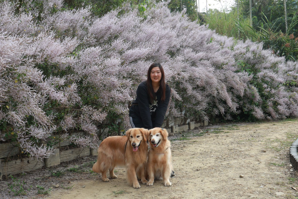 南投鹿谷清水溝溪麝香木花道｜清水溝溪麝香木花海、600米麝香木花海步道、粉紫色麝香木絕美花牆、浪漫盛開綻放、麝香木秘境