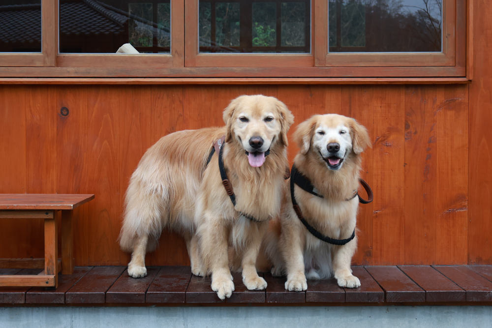 南投日月潭｜日月潭湖的怪物。日式咖啡屋、湖怪紅龜粿點心架、日式榻榻米咖啡廳、日月潭特色咖啡廳