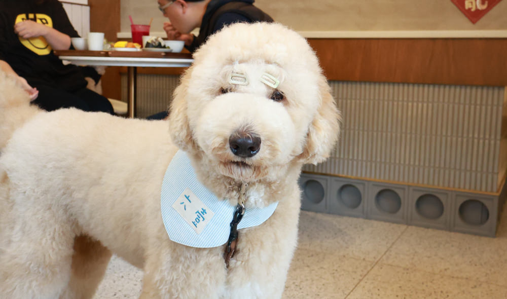 林口美食｜滿宅。寵物友善餐廳、日系手作飯糰、隱藏巷弄中的早午餐、日式復古風飯糰