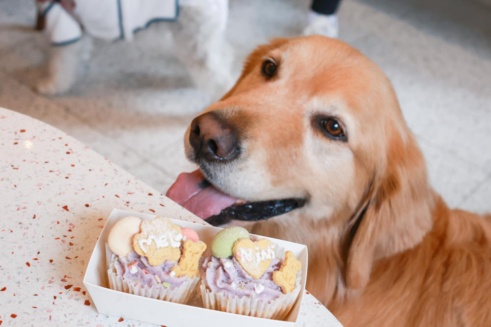 林口美食｜滿宅。寵物友善餐廳、日系手作飯糰、隱藏巷弄中的早午餐、日式復古風飯糰
