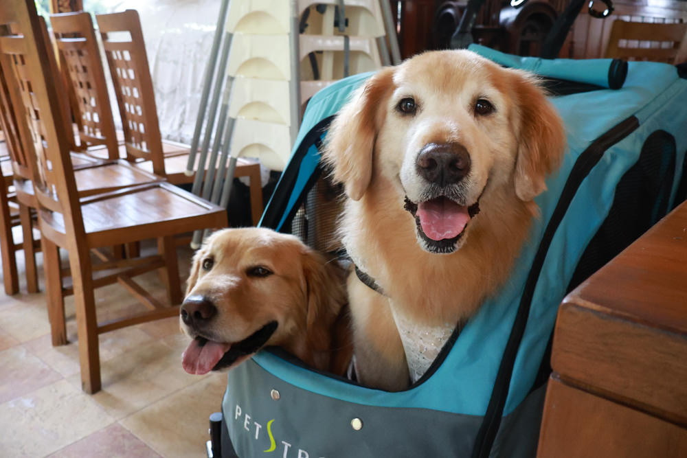 南投魚池美食｜烏布雨林峇里島主題餐廳。隱藏在日月潭山林裡的峇里島宮殿、寵物需放置推車中才可進入餐廳