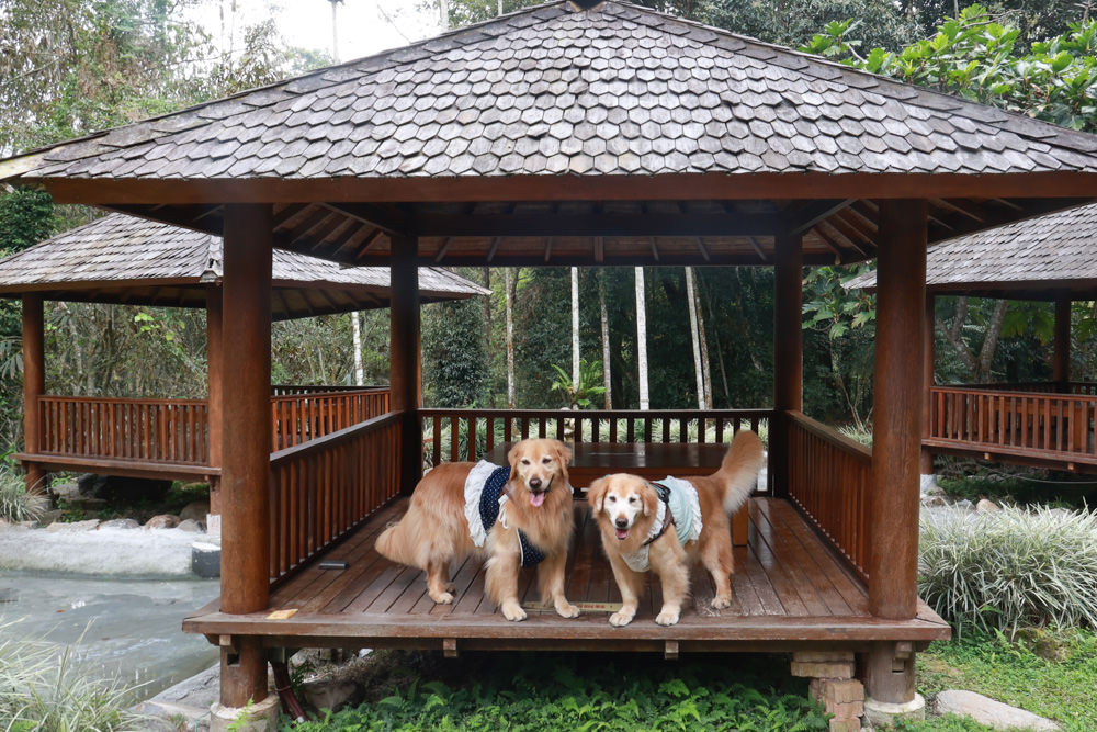 南投魚池美食｜烏布雨林峇里島主題餐廳。隱藏在日月潭山林裡的峇里島宮殿、寵物需放置推車中才可進入餐廳