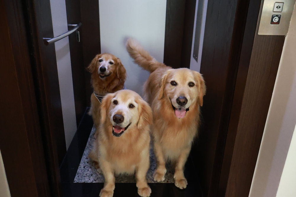 宜蘭壯圍生生園The Wild包棟民宿|森林系寵物友善民宿、動物園親子民宿、九宮格港點早餐 - 第33張圖 宜蘭壯圍生生園The Wild包棟民宿|森林系寵物友善民宿、動物園親子民宿、九宮格港點早餐