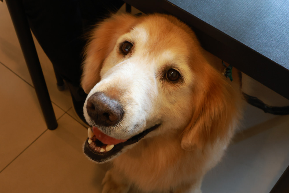 苗栗頭份美食餐廳｜冉冉日嚐。寵物友善餐廳、日式文青風餐廳、家常料理定食、咖哩飯、手工水餃