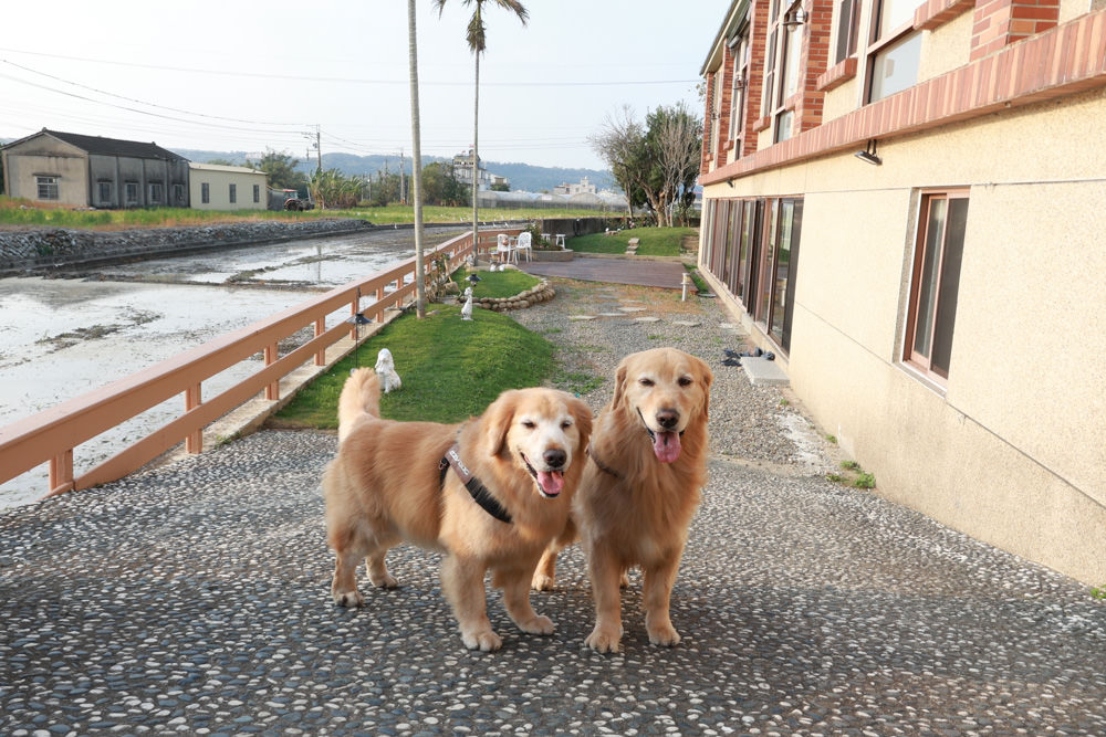 苗栗銅鑼99之6莊園包棟民宿｜充滿異國風情的寵物友善民宿、大草皮、樹屋、BBQ涼亭烤肉區