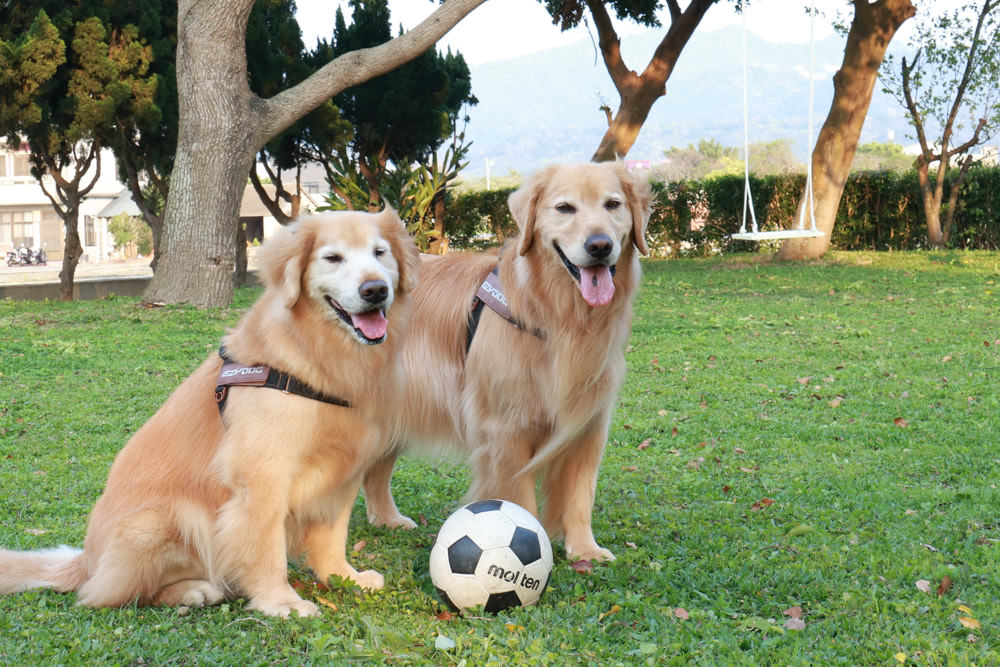 苗栗銅鑼99之6莊園包棟民宿｜充滿異國風情的寵物友善民宿、大草皮、樹屋、BBQ涼亭烤肉區