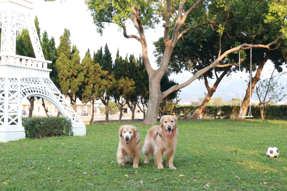 苗栗銅鑼99之6莊園包棟民宿｜充滿異國風情的寵物友善民宿、大草皮、樹屋、BBQ涼亭烤肉區