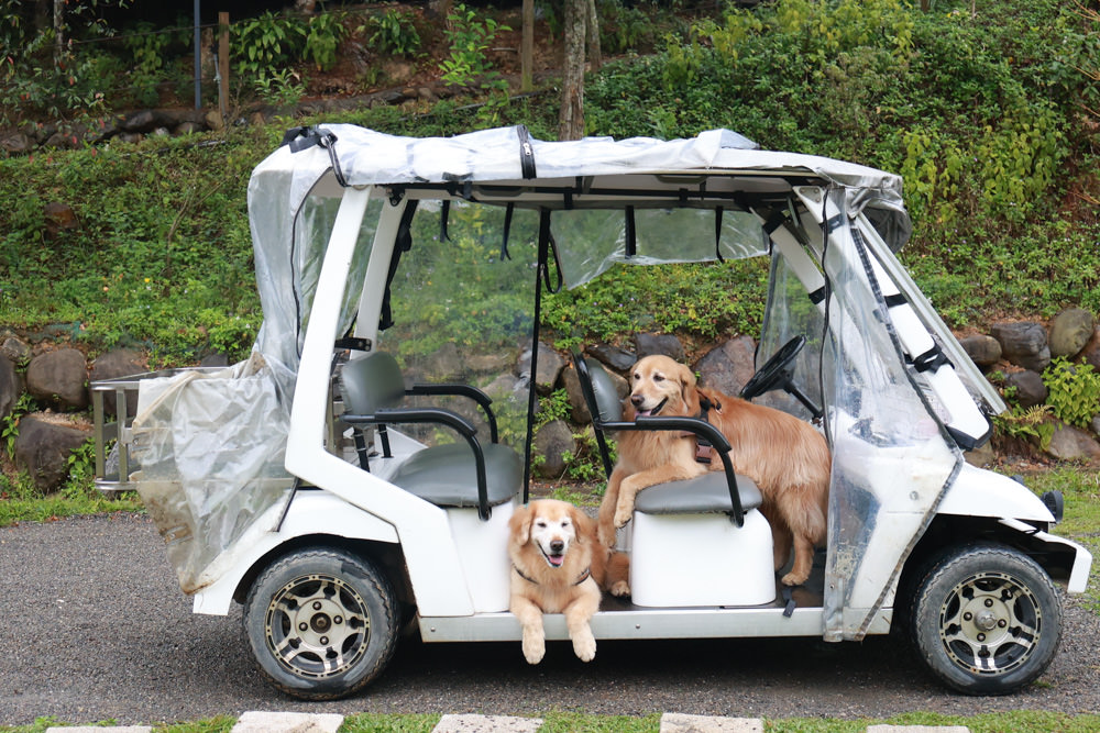 南投埔里民宿葉子祕境森林系Villa 。寵物友善民宿、偽豪華懶人露營、森林系民宿、鄰近日月潭、桃米生態村