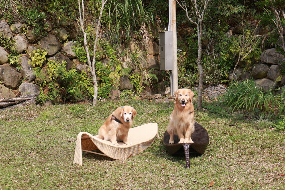 南投埔里民宿葉子祕境森林系Villa 。寵物友善民宿、偽豪華懶人露營、森林系民宿、鄰近日月潭、桃米生態村