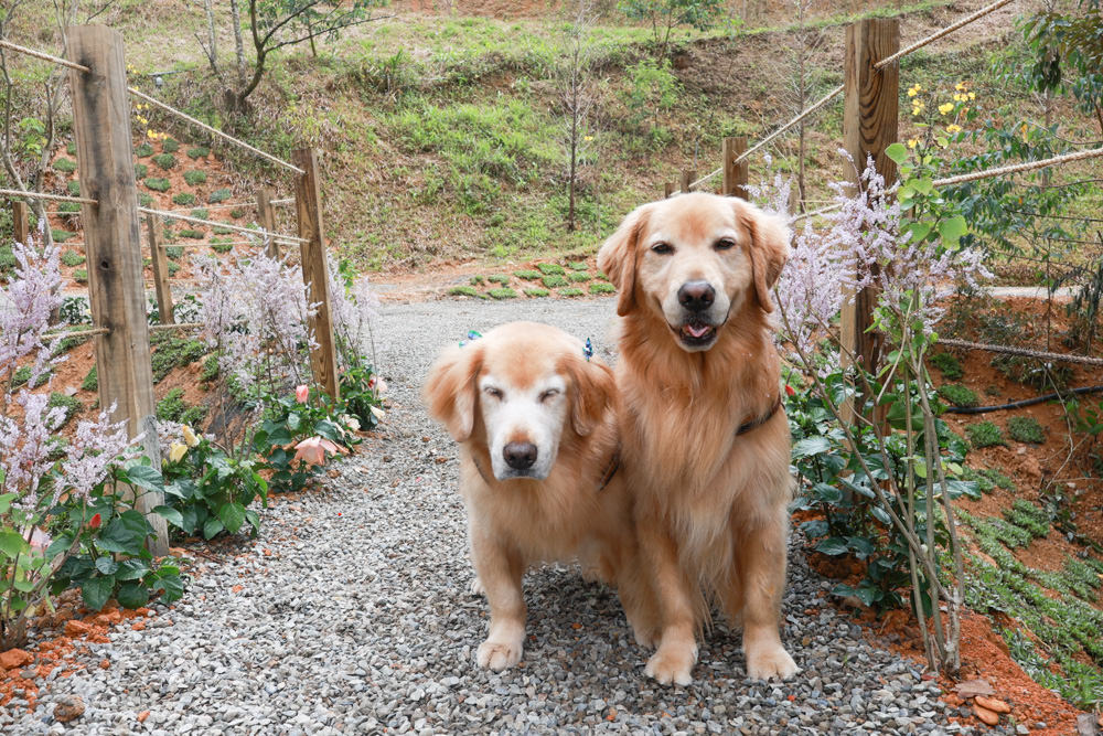 南投埔里民宿葉子祕境森林系Villa 。寵物友善民宿、偽豪華懶人露營、森林系民宿、鄰近日月潭、桃米生態村