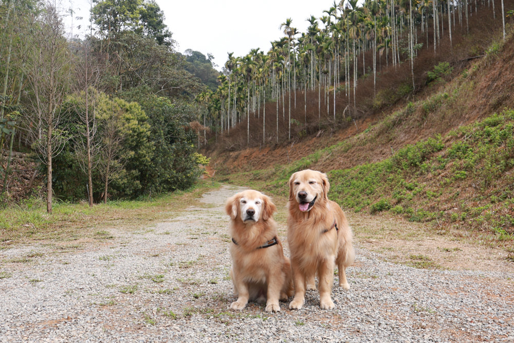 南投埔里民宿葉子祕境森林系Villa 。寵物友善民宿、偽豪華懶人露營、森林系民宿、鄰近日月潭、桃米生態村