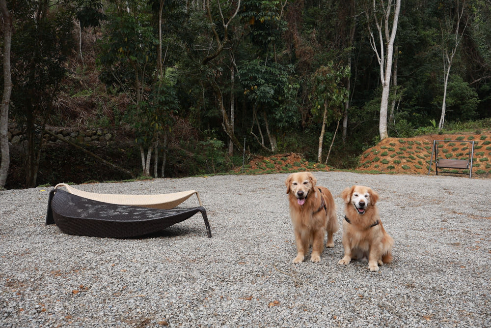 南投埔里民宿葉子祕境森林系Villa 。寵物友善民宿、偽豪華懶人露營、森林系民宿、鄰近日月潭、桃米生態村