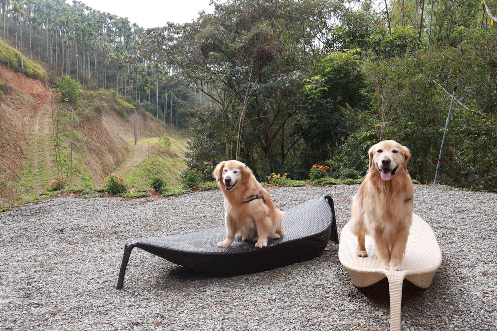 南投埔里民宿葉子祕境森林系Villa 。寵物友善民宿、偽豪華懶人露營、森林系民宿、鄰近日月潭、桃米生態村