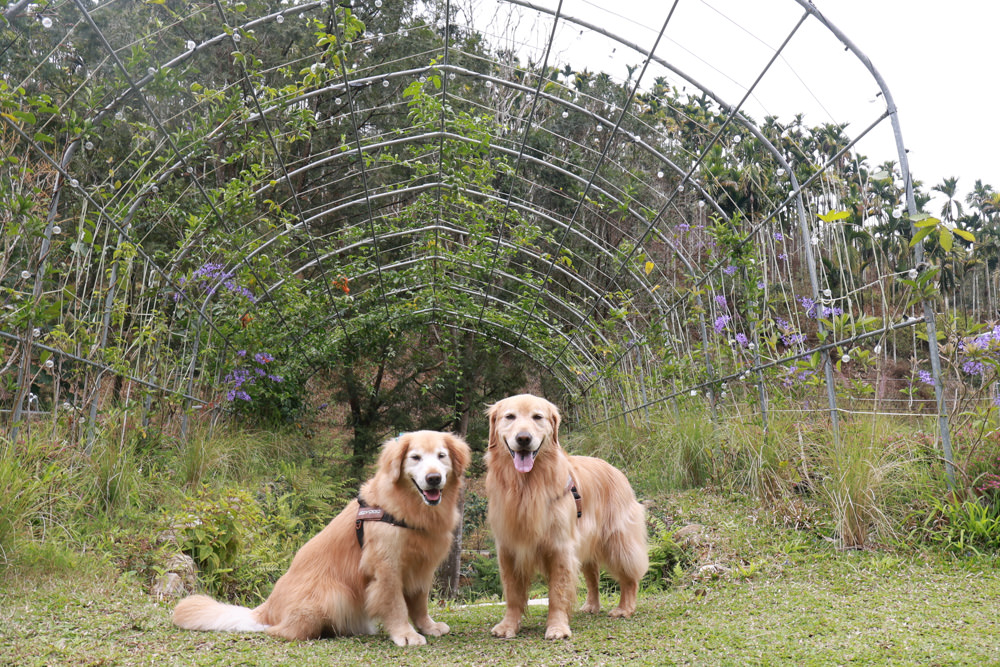 南投埔里民宿葉子祕境森林系Villa 。寵物友善民宿、偽豪華懶人露營、森林系民宿、鄰近日月潭、桃米生態村