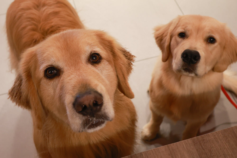 宜蘭美食｜麻辣囍室。宜蘭火鍋吃到飽、宮廷風和牛麻辣鴛鴦鍋、寵物友善餐廳、免費招待毛孩肉肉餐點