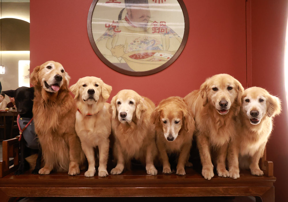宜蘭美食｜麻辣囍室。宜蘭火鍋吃到飽、宮廷風和牛麻辣鴛鴦鍋、寵物友善餐廳、免費招待毛孩肉肉餐點