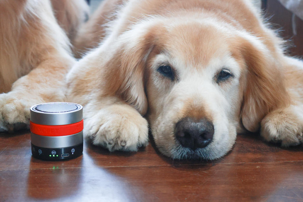 RelaxoPet pro 寵物安撫舒缓音響。自動監控環境音,幫助寵物情緒放鬆、減緩壓力、降低焦慮 - 第5張圖 RelaxoPet pro 寵物安撫舒缓音響。自動監控環境音,幫助寵物情緒放鬆、減緩壓力、降低焦慮