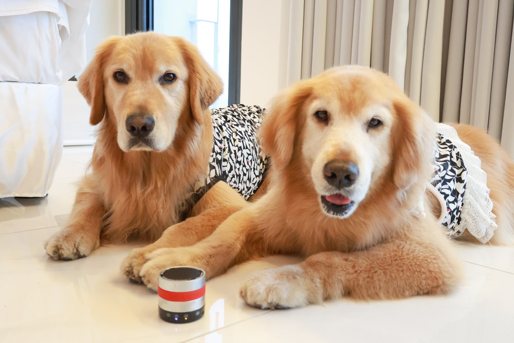 RelaxoPet pro 寵物安撫舒缓音響。自動監控環境音,幫助寵物情緒放鬆、減緩壓力、降低焦慮 - 第6張圖 RelaxoPet pro 寵物安撫舒缓音響。自動監控環境音,幫助寵物情緒放鬆、減緩壓力、降低焦慮