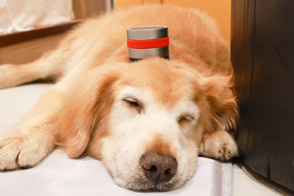 RelaxoPet pro 寵物安撫舒缓音響。自動監控環境音,幫助寵物情緒放鬆、減緩壓力、降低焦慮 - 第12張圖 RelaxoPet pro 寵物安撫舒缓音響。自動監控環境音,幫助寵物情緒放鬆、減緩壓力、降低焦慮