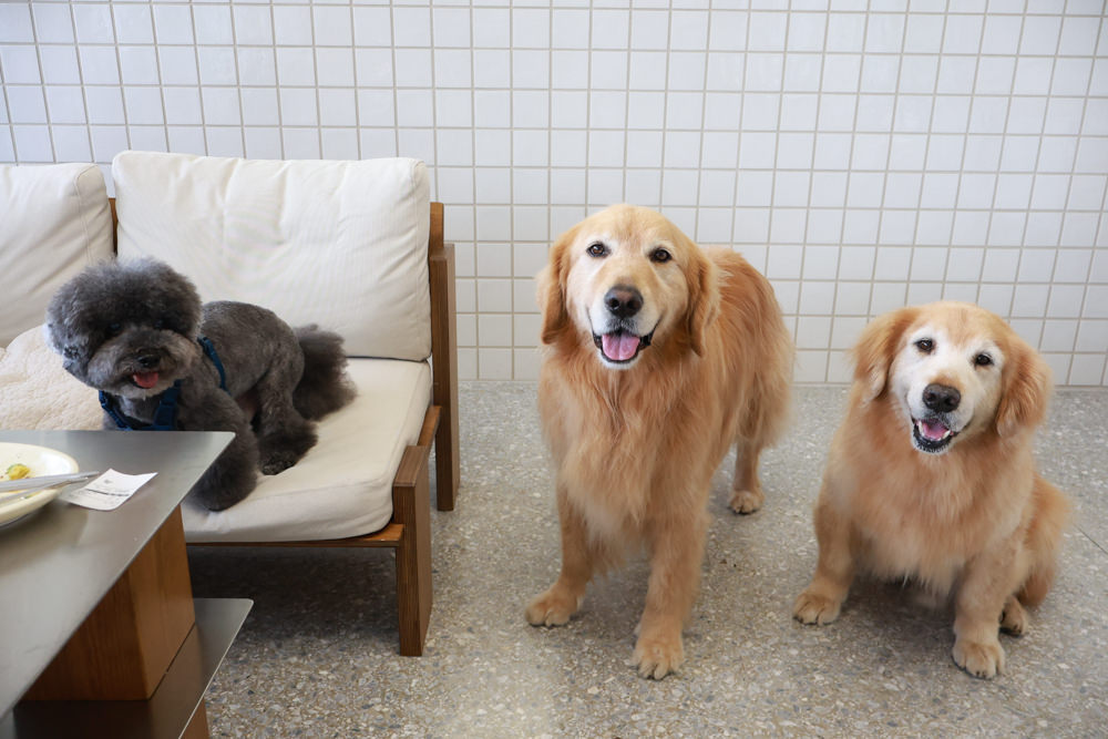 新店美食|Bellyflopp Cafe。新店花園新城景觀咖啡廳、寵物友善餐廳、早午餐、老屋咖啡廳 - 第16張圖 新店美食|Bellyflopp Cafe。新店花園新城景觀咖啡廳、寵物友善餐廳、早午餐、老屋咖啡廳