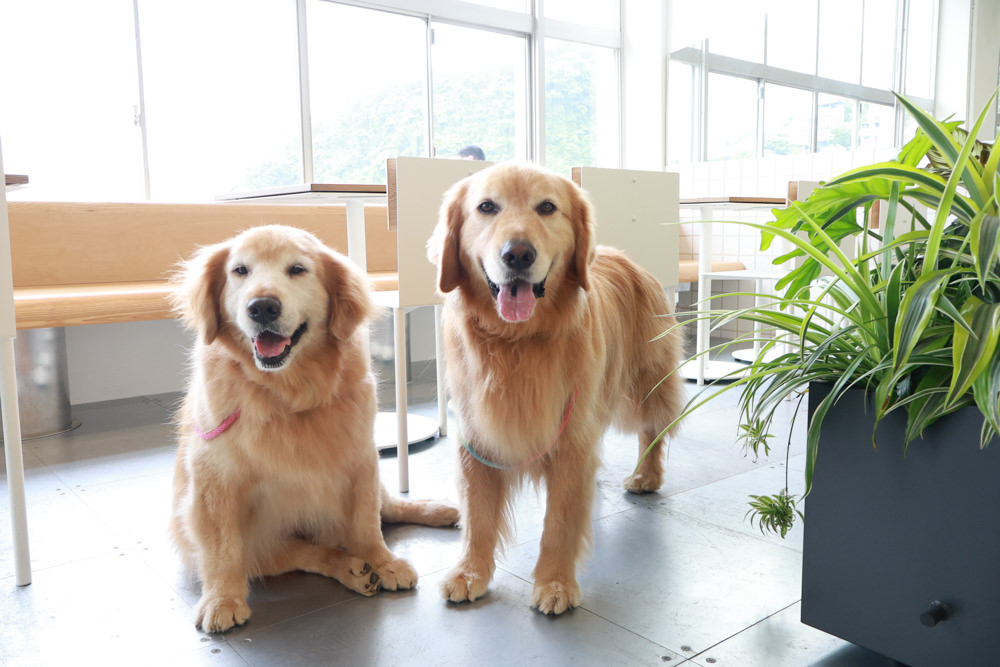 新店美食|Bellyflopp Cafe。新店花園新城景觀咖啡廳、寵物友善餐廳、早午餐、老屋咖啡廳 - 第21張圖 新店美食|Bellyflopp Cafe。新店花園新城景觀咖啡廳、寵物友善餐廳、早午餐、老屋咖啡廳