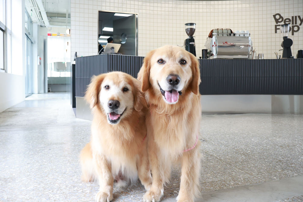 新店美食｜Bellyflopp Cafe。新店花園新城景觀咖啡廳、寵物友善餐廳、早午餐、老屋咖啡廳