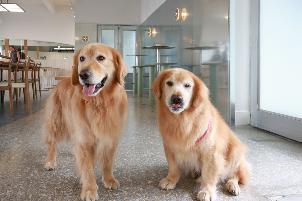 新店美食|Bellyflopp Cafe。新店花園新城景觀咖啡廳、寵物友善餐廳、早午餐、老屋咖啡廳 - 第11張圖 新店美食|Bellyflopp Cafe。新店花園新城景觀咖啡廳、寵物友善餐廳、早午餐、老屋咖啡廳