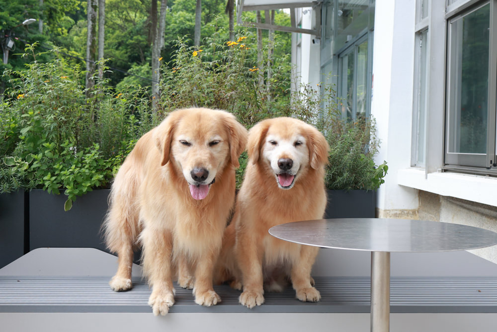 新店美食|Bellyflopp Cafe。新店花園新城景觀咖啡廳、寵物友善餐廳、早午餐、老屋咖啡廳 - 第1張圖 新店美食|Bellyflopp Cafe。新店花園新城景觀咖啡廳、寵物友善餐廳、早午餐、老屋咖啡廳