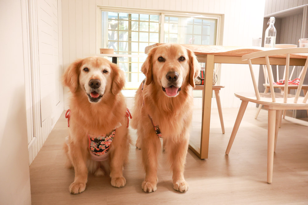 新店美食｜YARRA Cafe 澳式早午餐。寵物友善餐廳、新店咖啡廳、捷運小碧潭站、可以預訂寵物餐